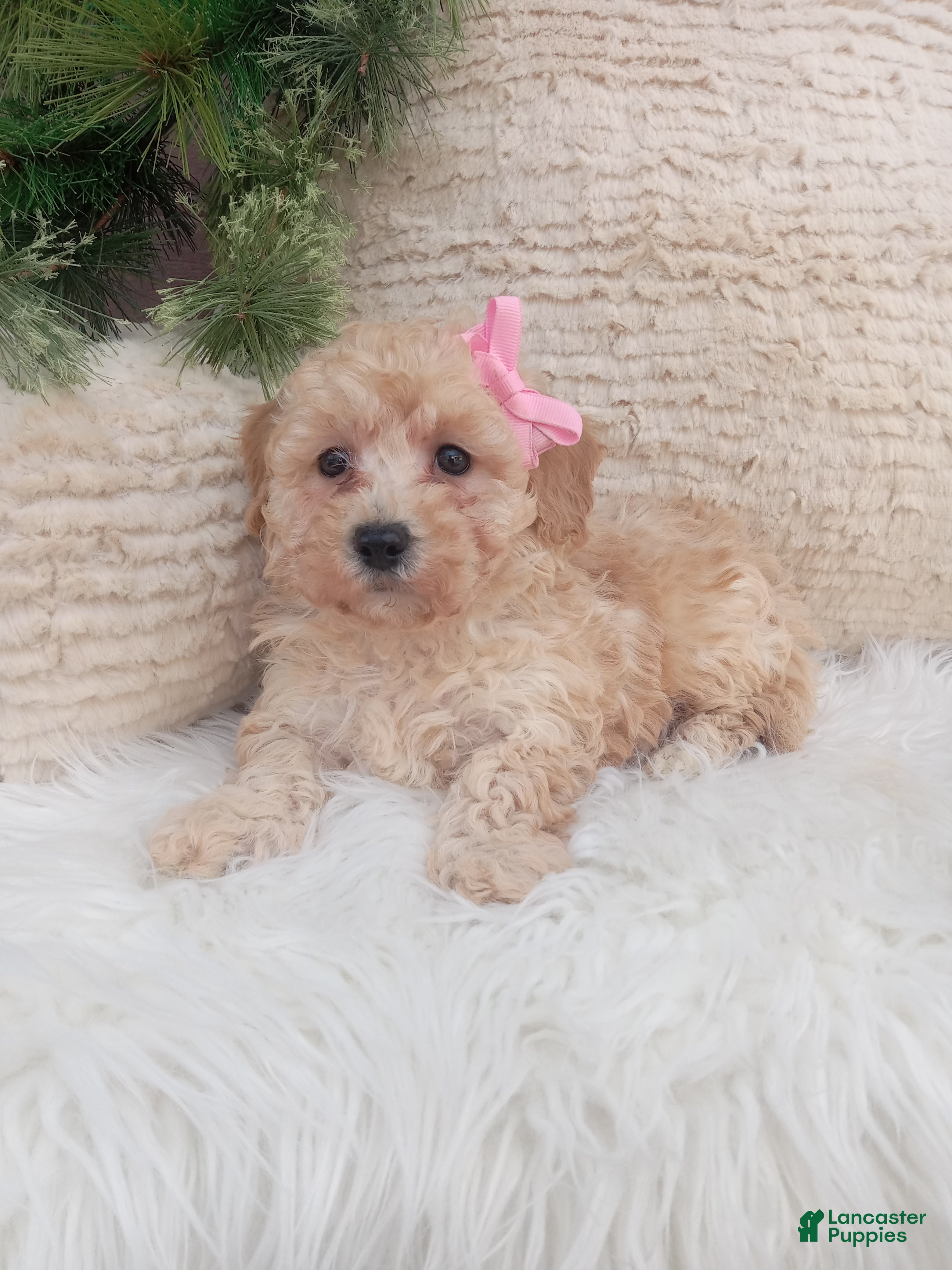 Bichpoo dogs River - Ad 42