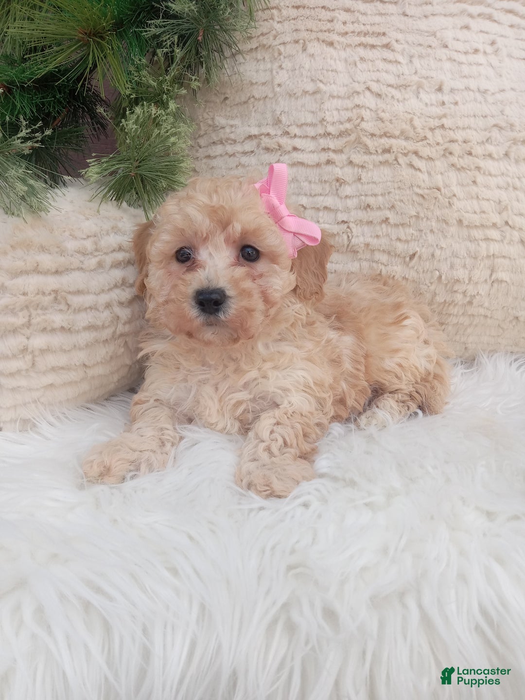 Bichpoo dogs for sale: River - Ad 1