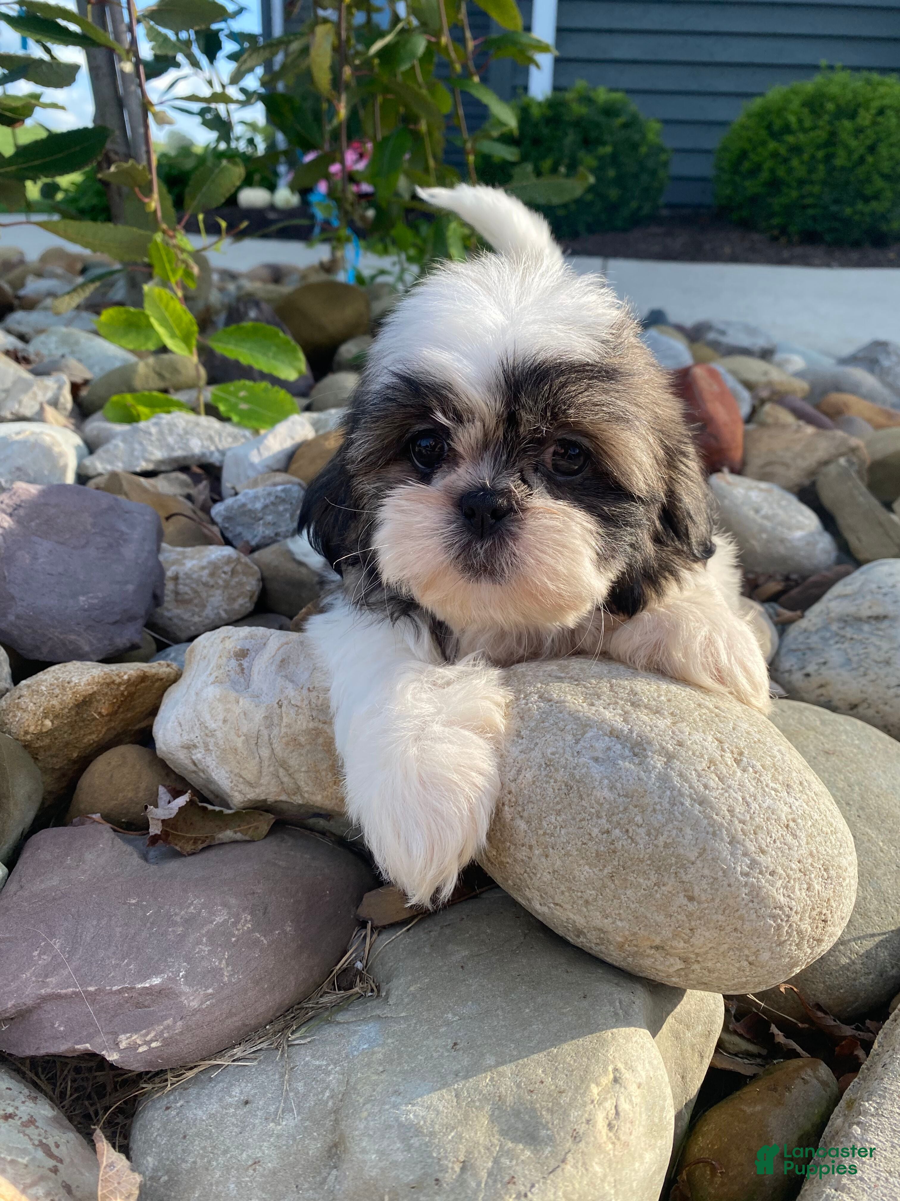 Shih Tzu dogs Enzo - Ad 2