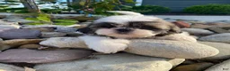 Shih Tzu dogs for sale: Enzo - Ad 2