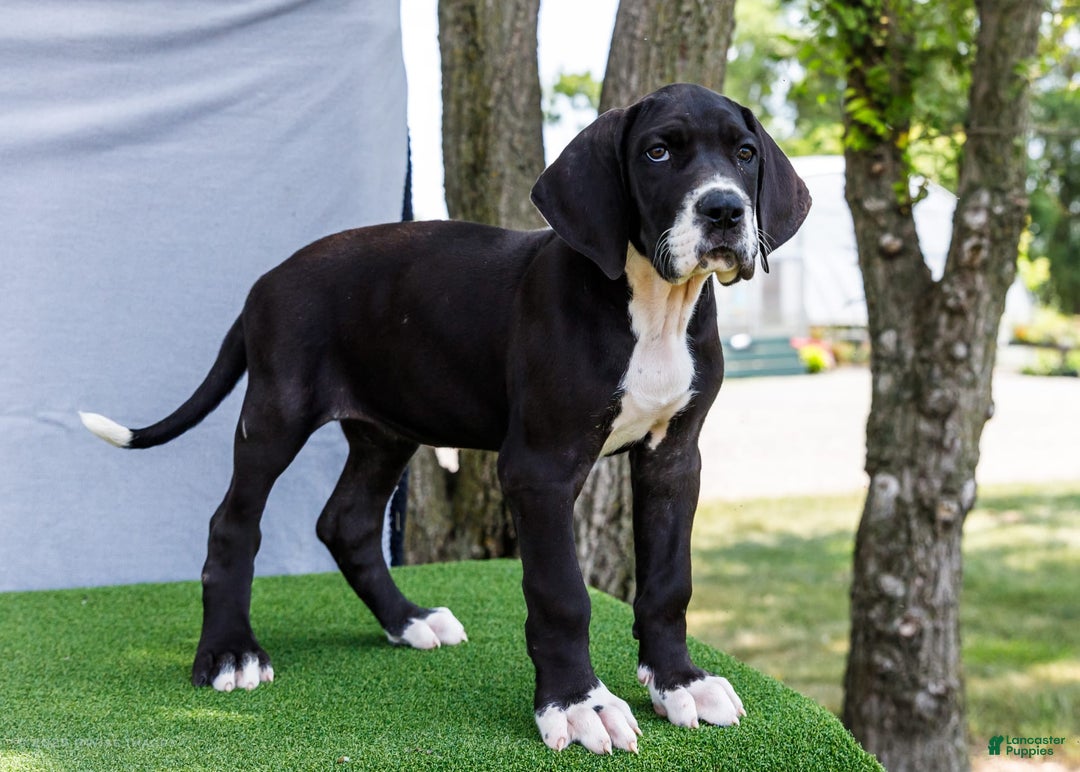 Great Dane dogs for sale: Kathy - Ad 11