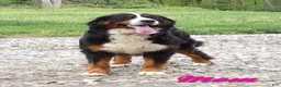 Bernedoodle dogs for sale: Lacy - Ad 5