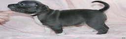 American Bully dogs for sale: Sindell - Ad 5