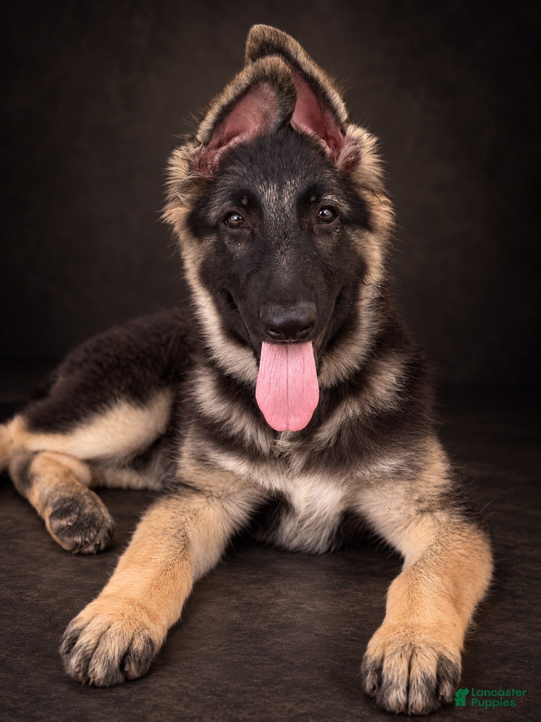 German Shepherd dogs Nala - Ad 2
