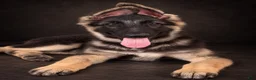 German Shepherd dogs for sale: Nala - Ad 2
