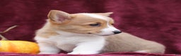 Welsh Corgi Pembroke dogs for sale: Hazel  - Ad 2