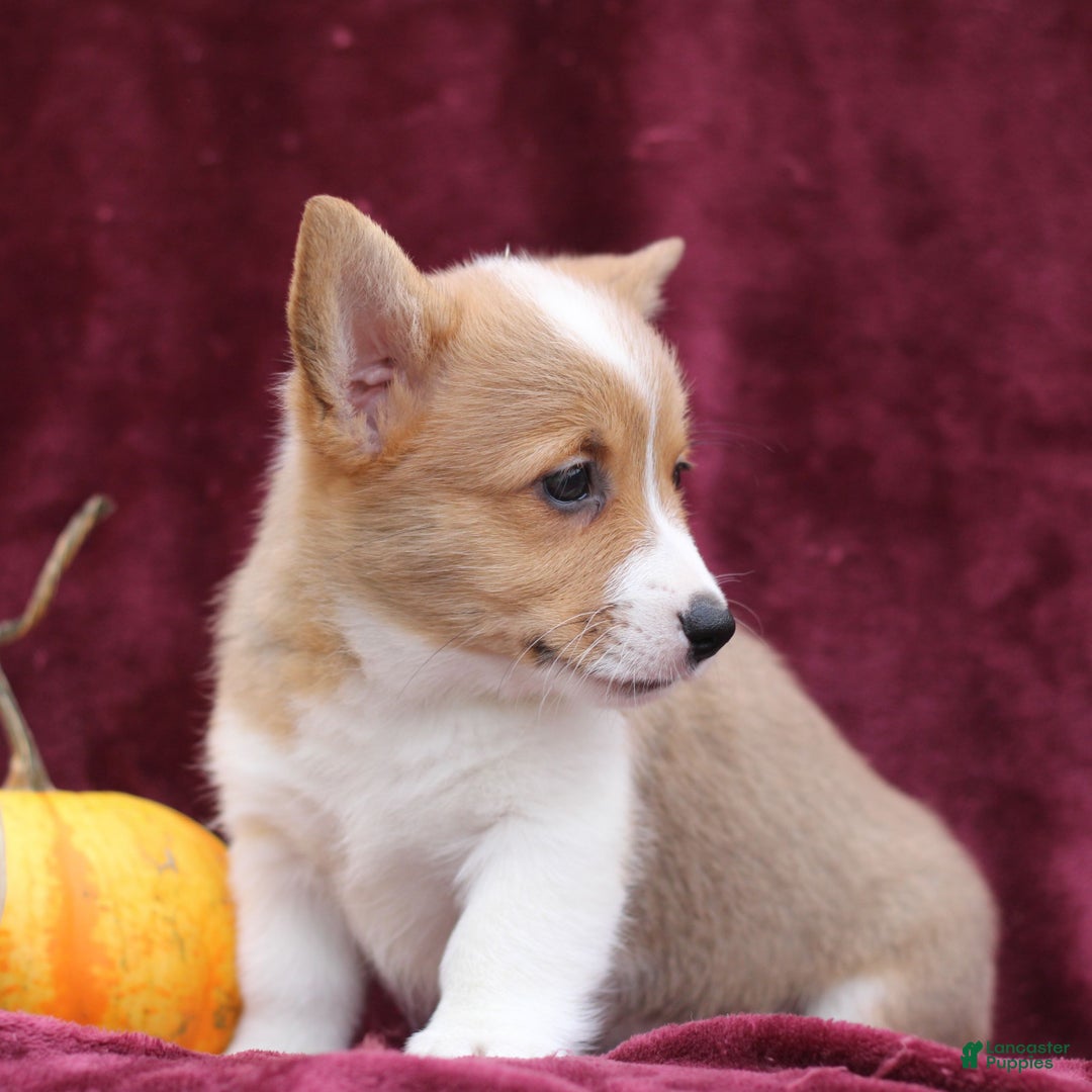 Welsh Corgi Pembroke dogs for sale: Hazel  - Ad 2