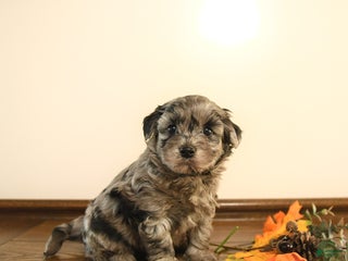 Mini Goldendoodle dogs - Ad 27