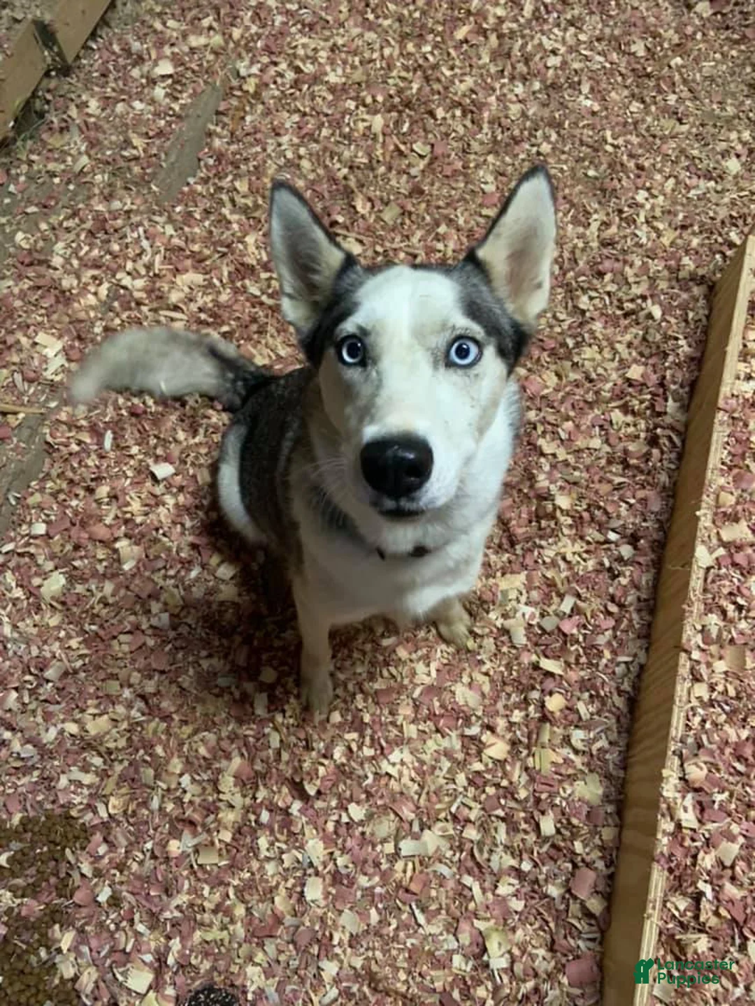 Gallery Image {{count}}