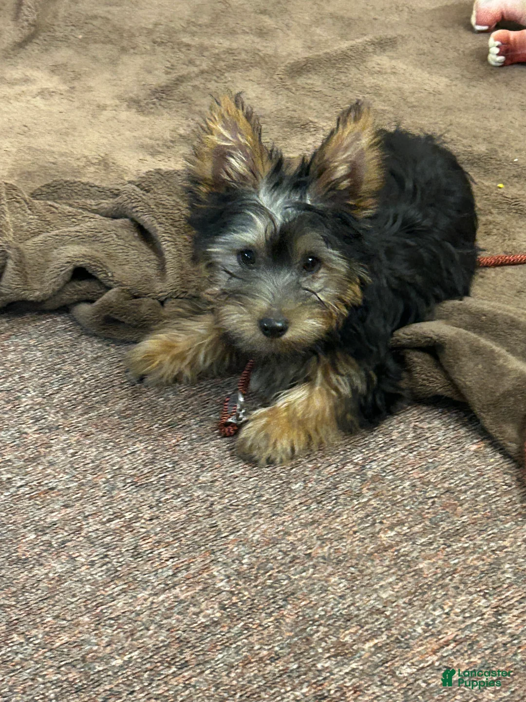 Silky Terrier dogs for sale: Chewbacca - Ad 2