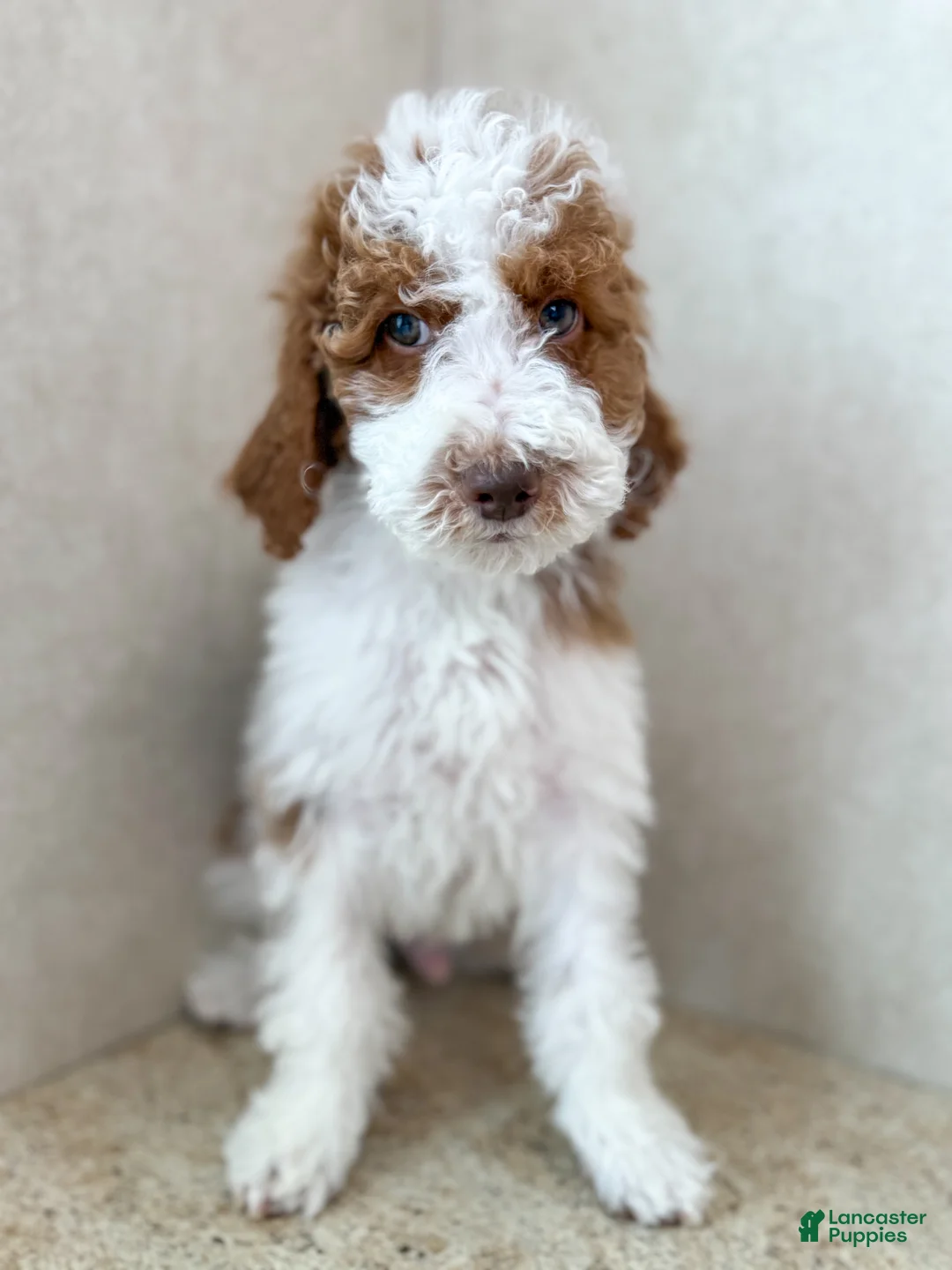 Goldendoodle dogs for sale: Groopert  - Ad 3