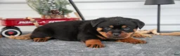 Rottweiler dogs for sale: Hannah - Ad 2