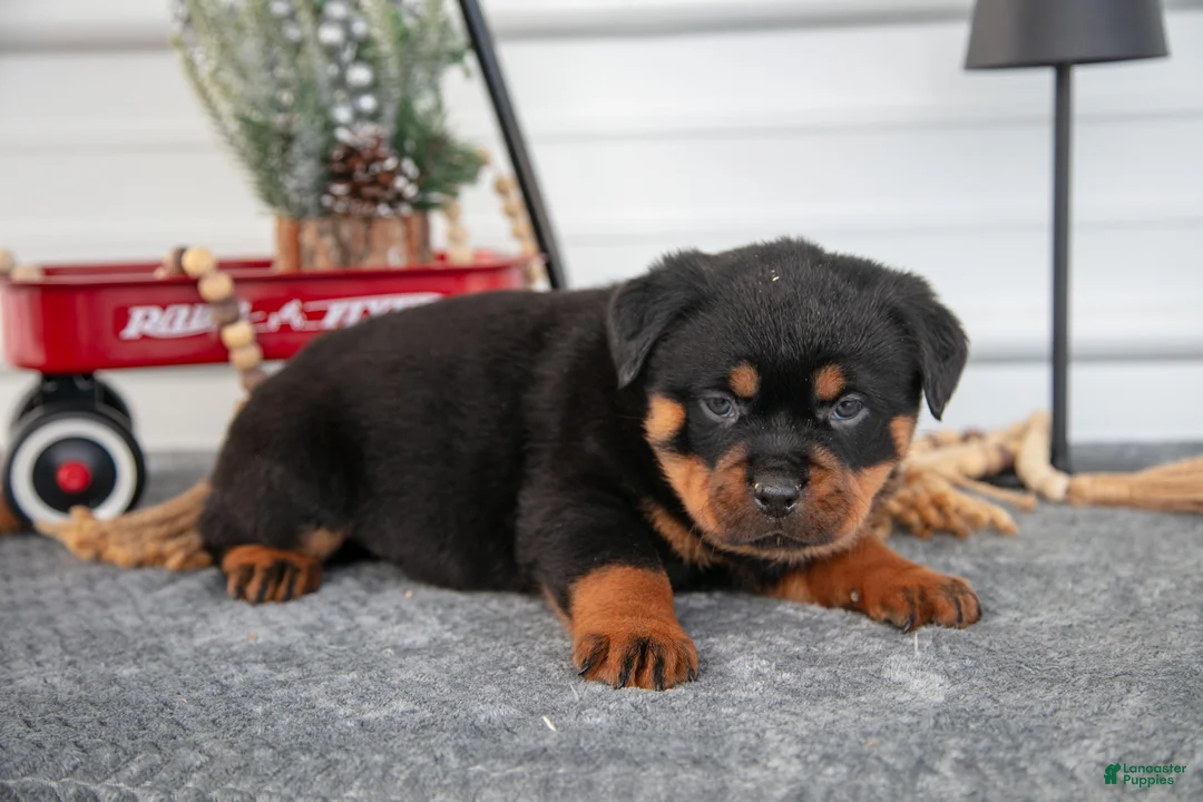 Rottweiler dogs for sale: Hannah - Ad 2