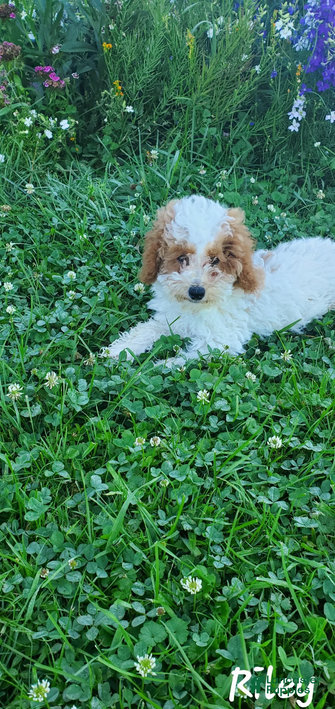 Toy Poodle dogs for sale: Riley - Ad 2