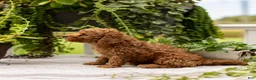 Toy Poodle dogs for sale: AKC Buddy - Ad 5