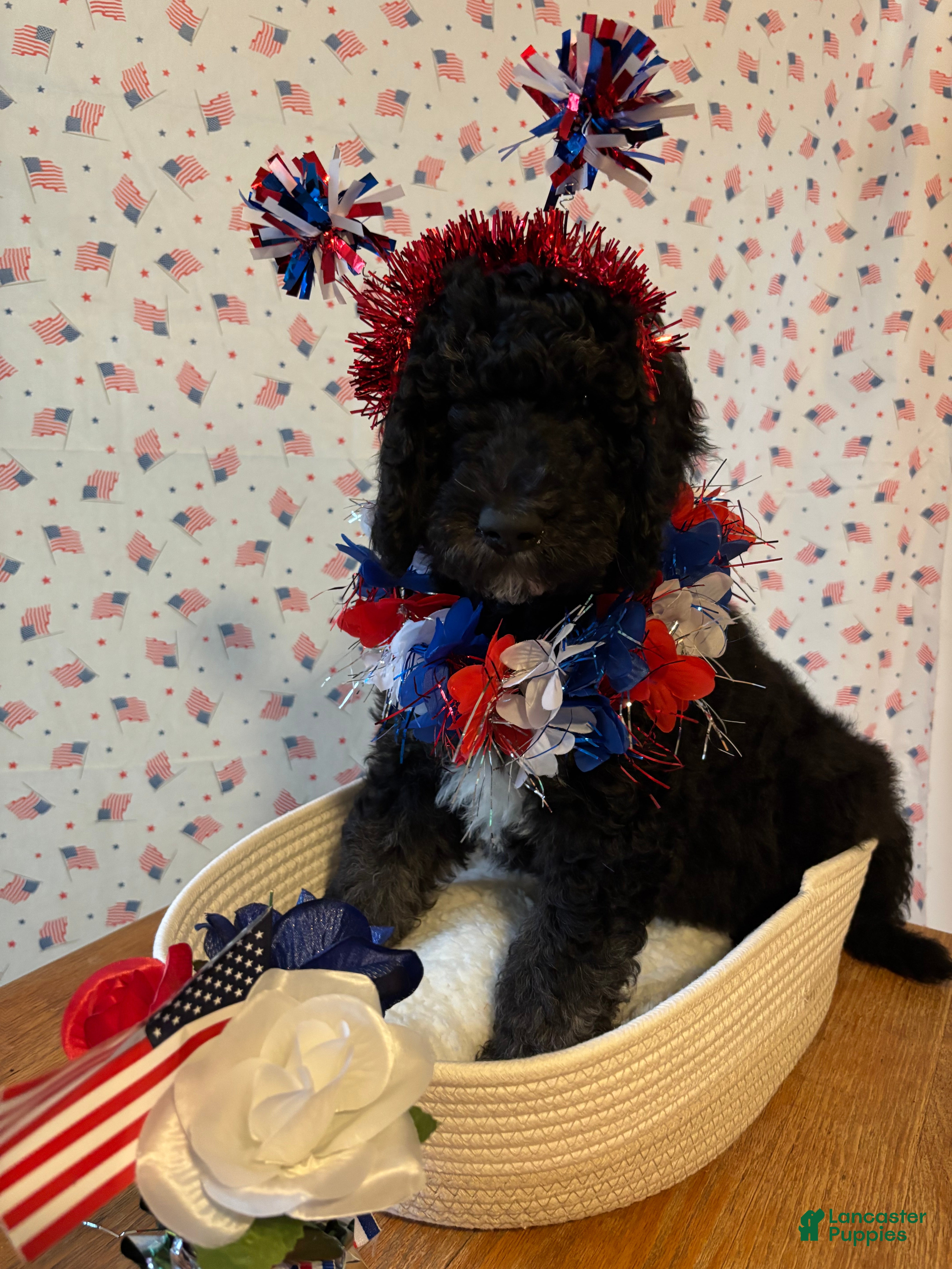Bernedoodle dogs Milkshake - Ad 33