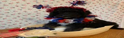 Bernedoodle dogs for sale: Milkshake - Ad 1