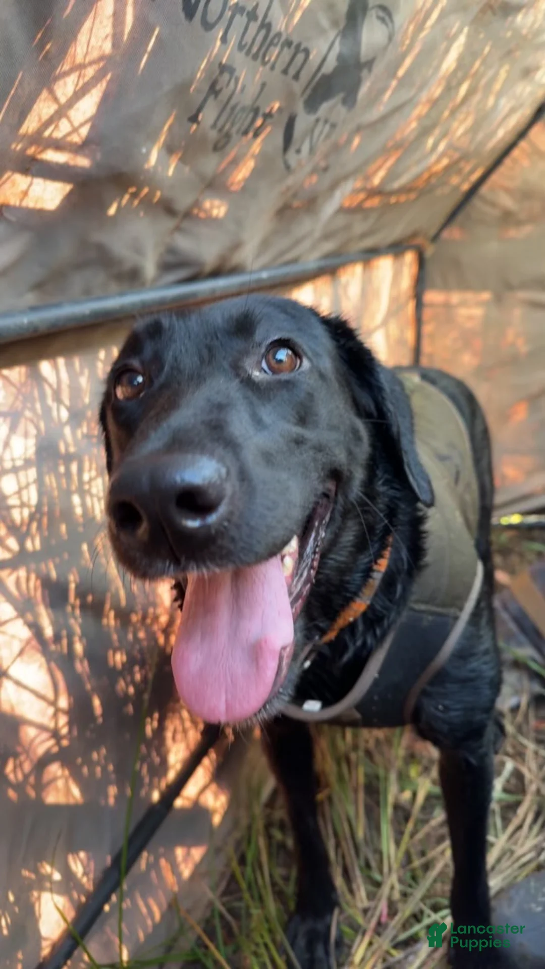 Labrador Retriever dogs for sale: Labrador Retriever Puppy 5 - Ad 2