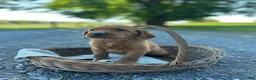 Mixed Breed dogs for sale: Baylor - Ad 1
