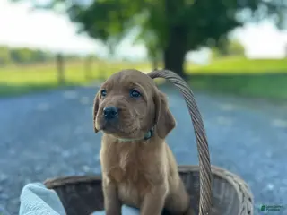 Mixed Breed dogs for sale: Baylor - Ad 1