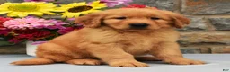 Golden Retriever dogs for sale: Scotty - Ad 3