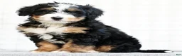 Mini Bernedoodle dogs for sale: Kody - Ad 3