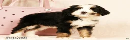 Bernedoodle dogs for sale: Poppy - Ad 5