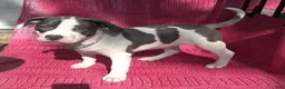 American Bully dogs for sale: MEG THA STALLION - Ad 1