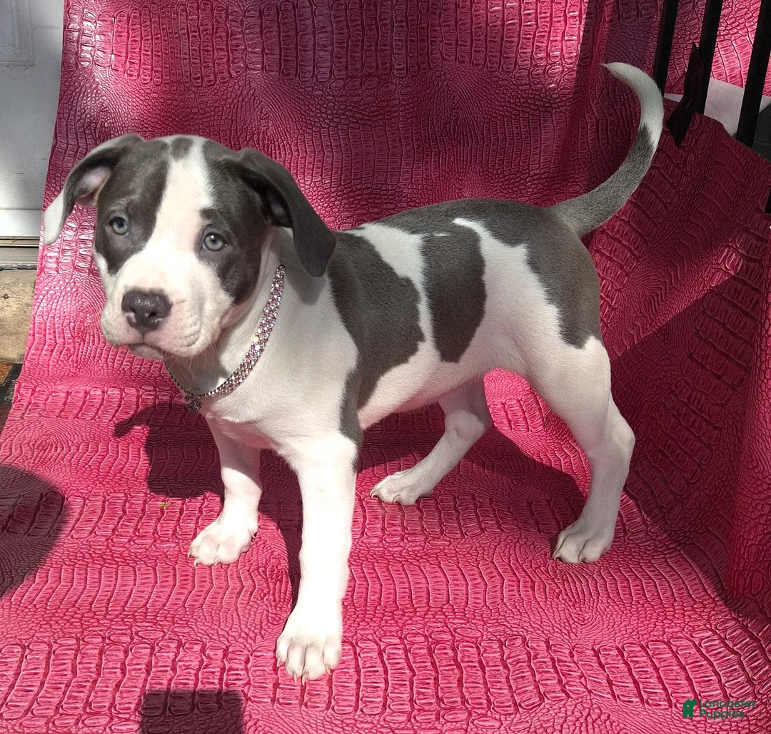American Bully dogs for sale: MEG THA STALLION - Ad 1