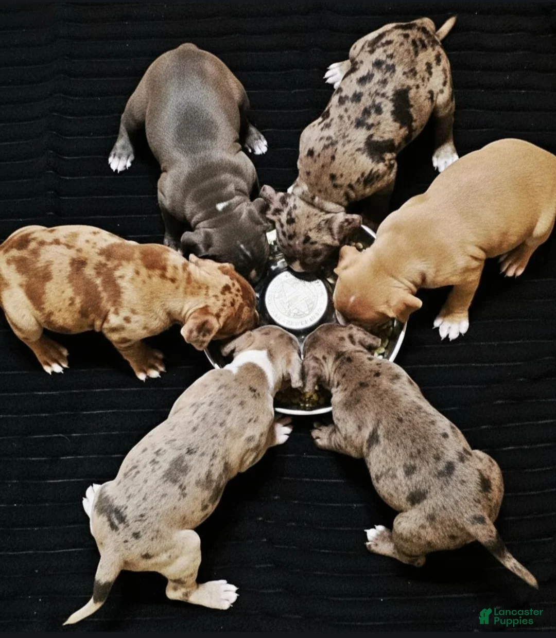 American Pit Bull Terrier dogs for sale: Drakon - Ad 2