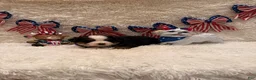 Bernese Mountain Dog dogs for sale: Garrett - Ad 16