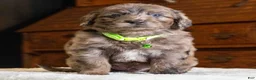 Mini Goldendoodle dogs for sale: Mr Magnus (Mini) - Ad 4