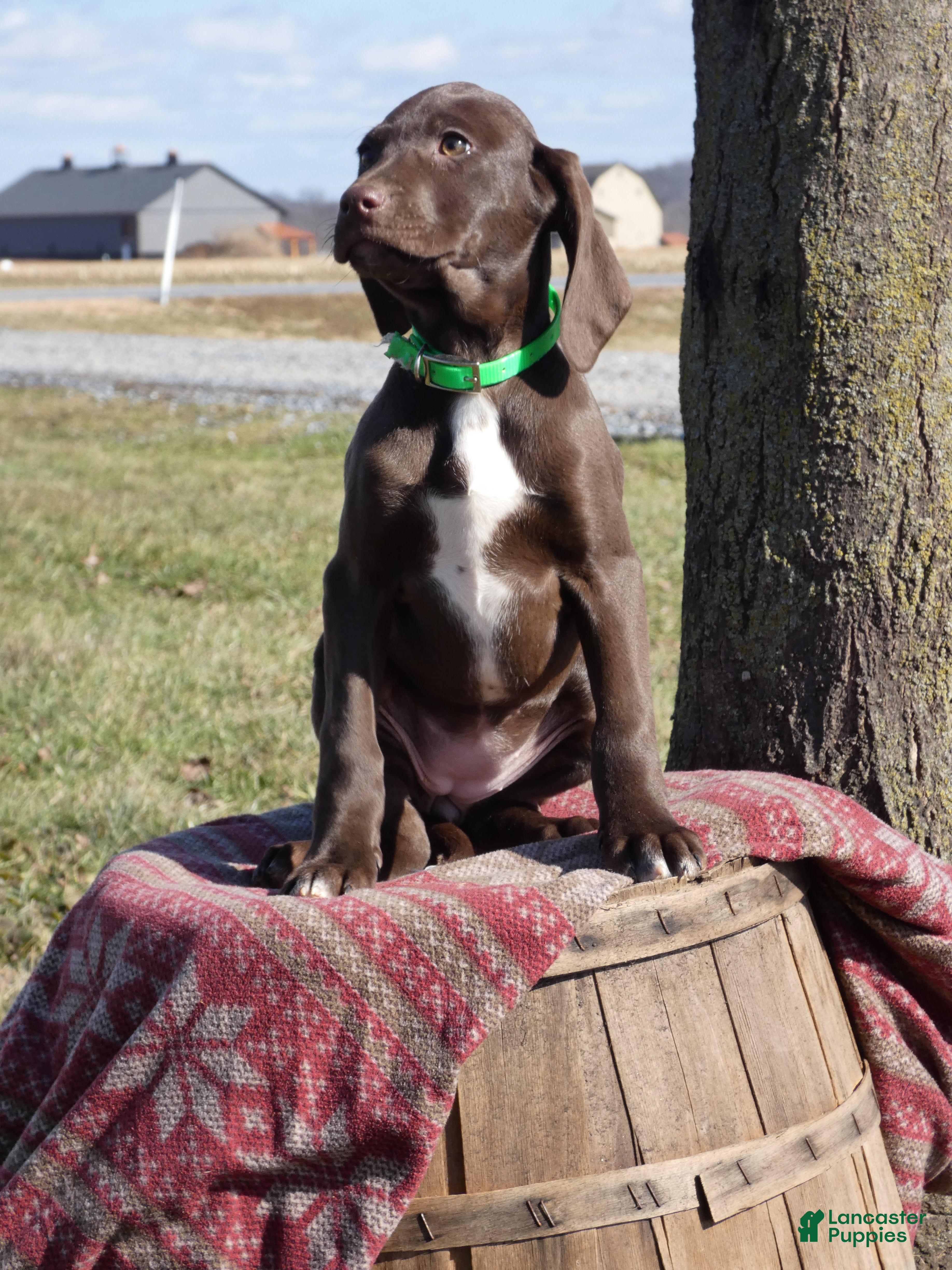 Mixed Breed dogs Starlight - Ad 16