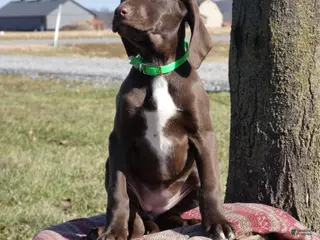 Mixed Breed dogs Starlight - Ad 16