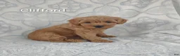 Shihpoo dogs for sale: Kenna - Ad 4