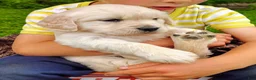 Golden Retriever dogs for sale: Bella - Ad 5
