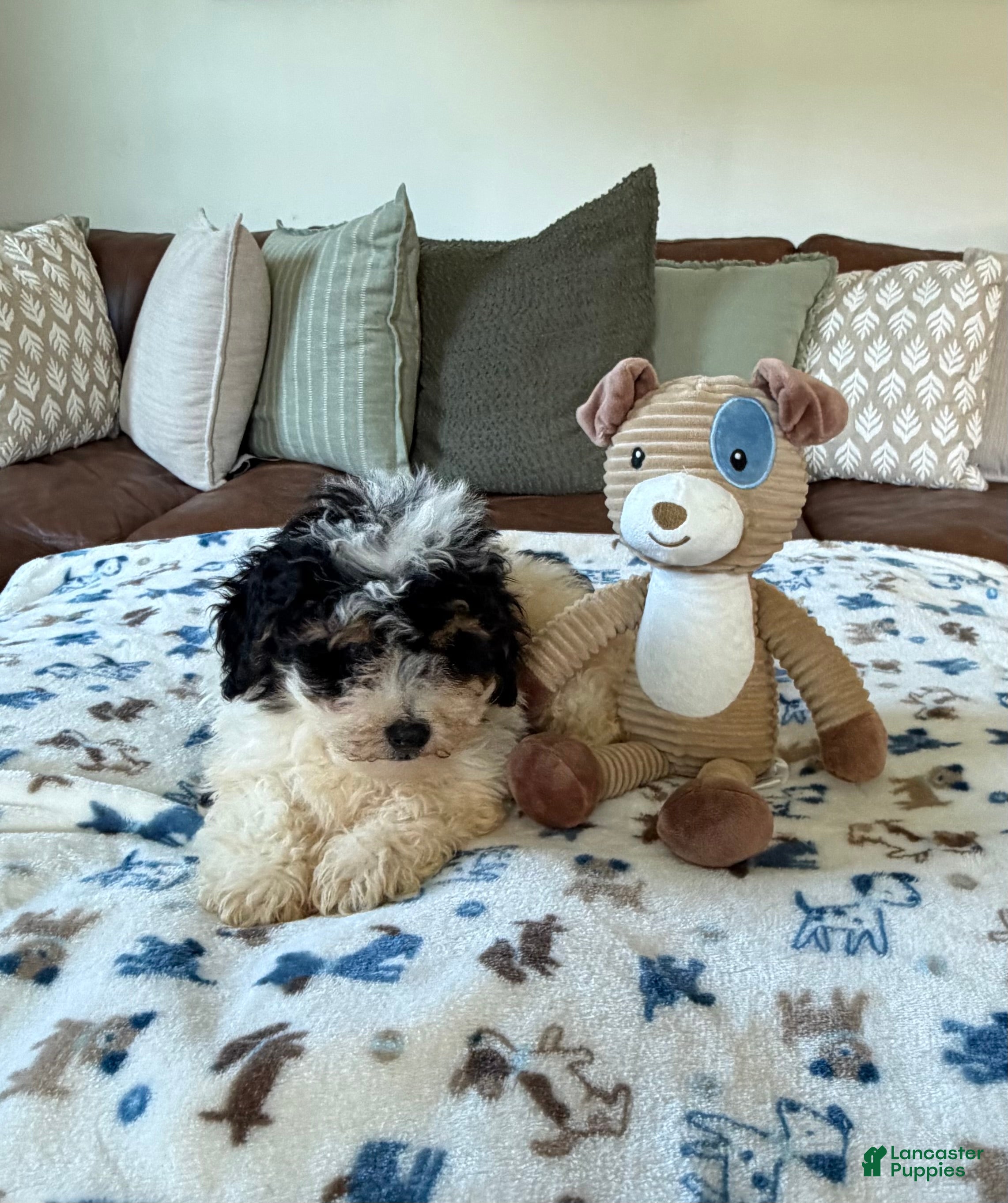 Mini Bernedoodle dogs Mini Bernedoodle male- Benny - Ad 2