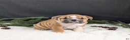 English Bulldog dogs for sale: Holly  - Ad 12