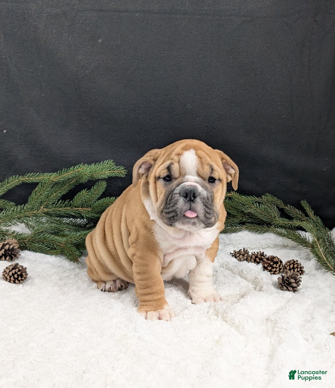 English Bulldog dogs for sale: Holly  - Ad 12