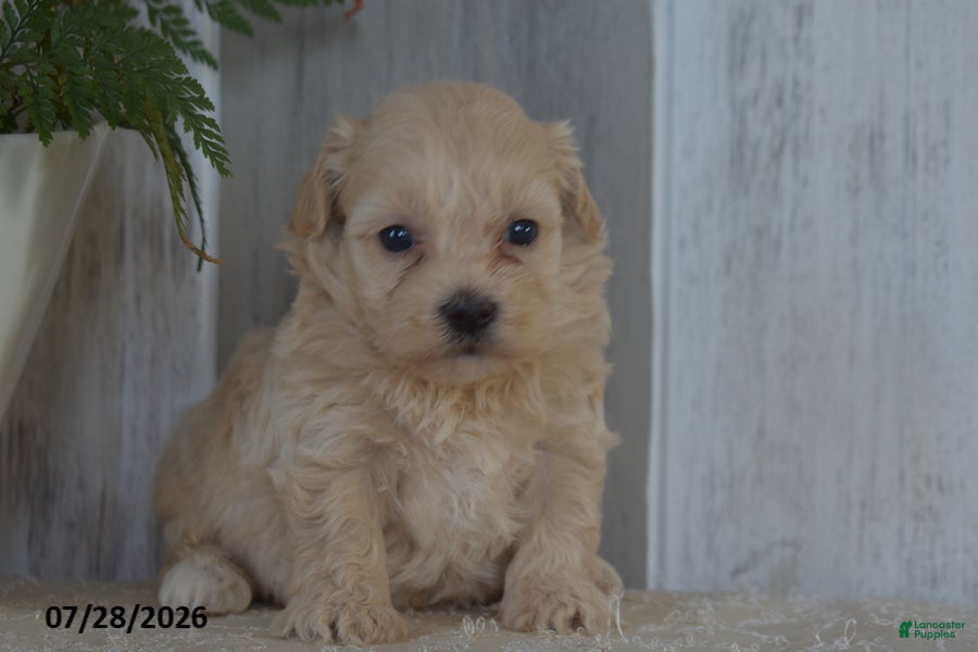 Maltipoo dogs Pearl - Ad 2