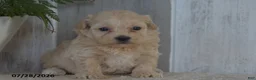 Maltipoo dogs for sale: Pearl - Ad 2