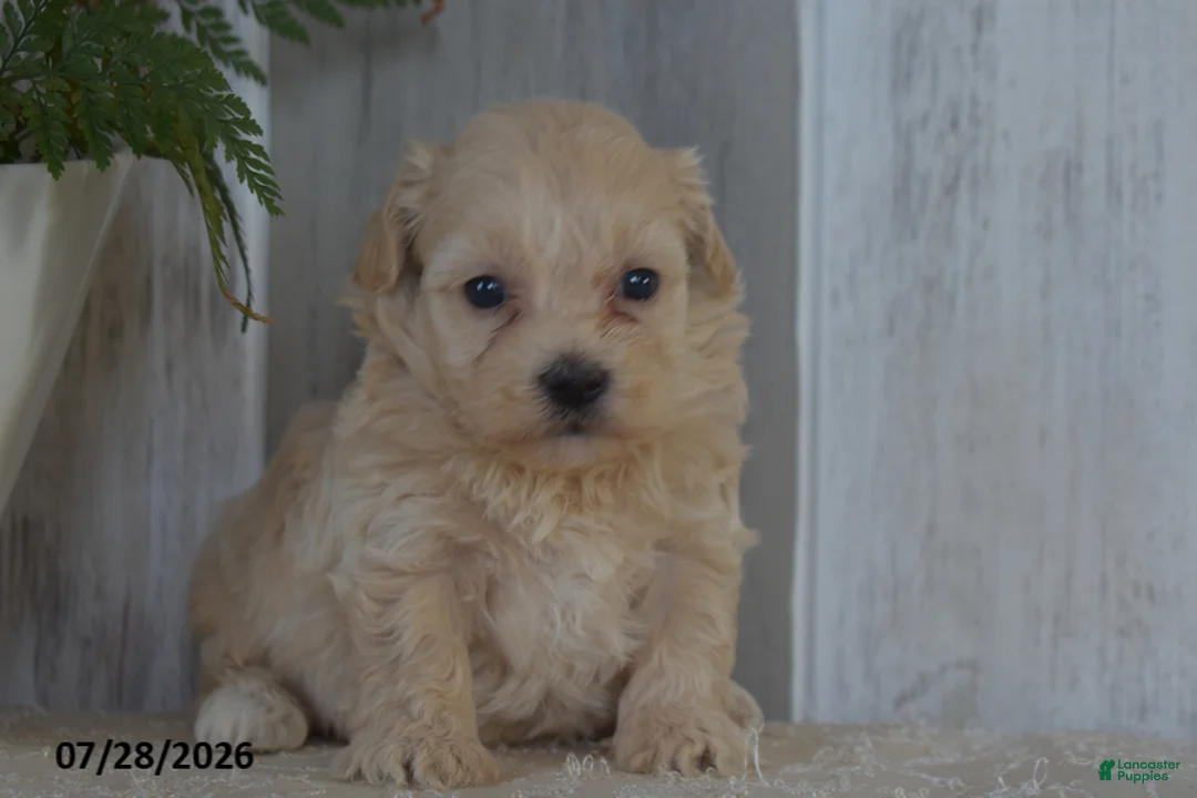 Maltipoo dogs for sale: Pearl - Ad 2