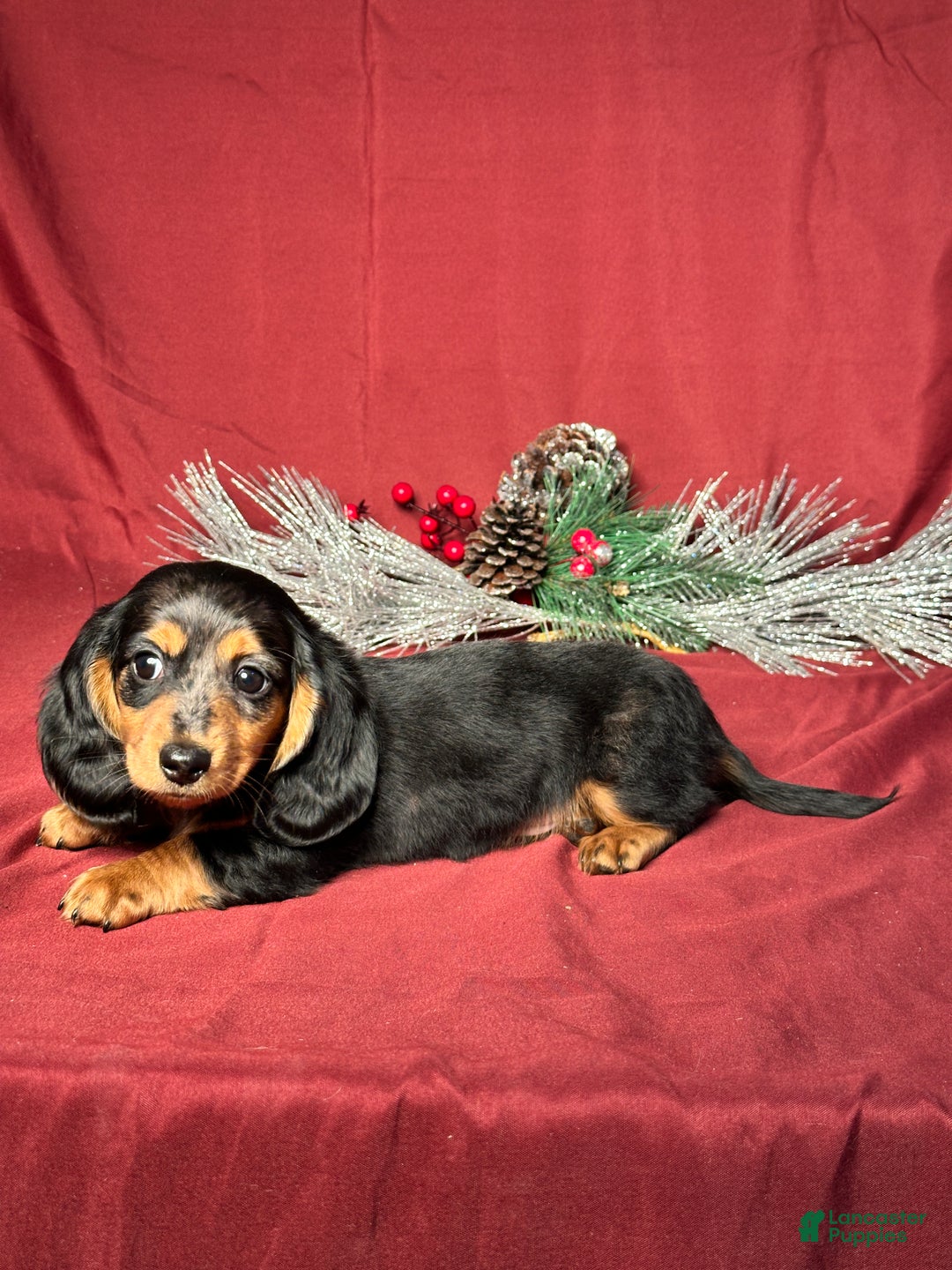 Miniature Dachshund dogs for sale: Hudson - Ad 3