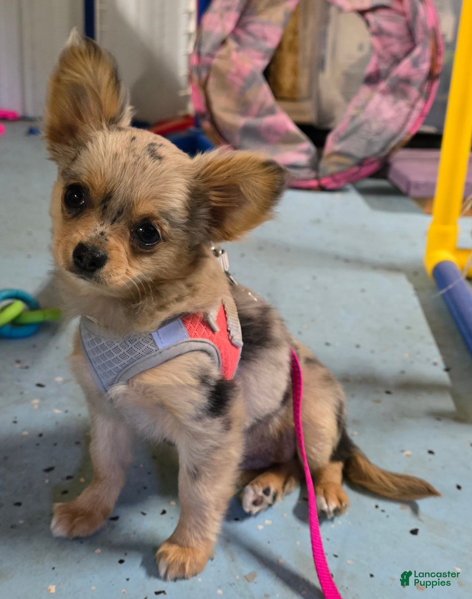 Chihuahua dogs Oma - Ad 1