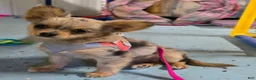 Chihuahua dogs for sale: Oma - Ad 1