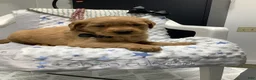 Golden Retriever dogs for sale: Golden Retriever - Fido - Ad 1