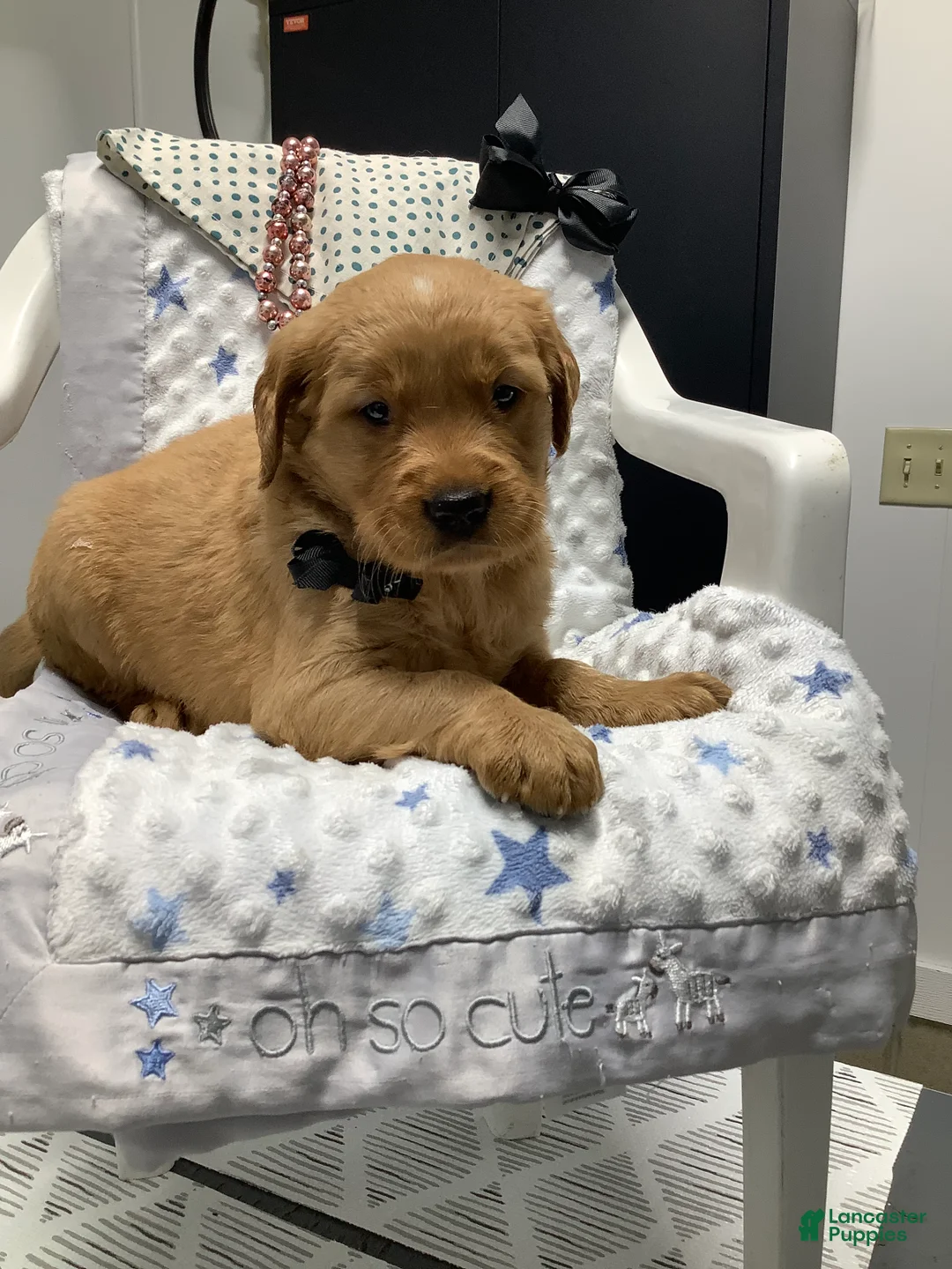 Golden Retriever dogs for sale: Golden Retriever - Fido - Ad 1