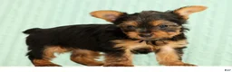 Yorkshire Terrier dogs for sale: Talia - Ad 4