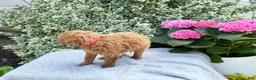 Toy Poodle dogs for sale: Patsy - Ad 9