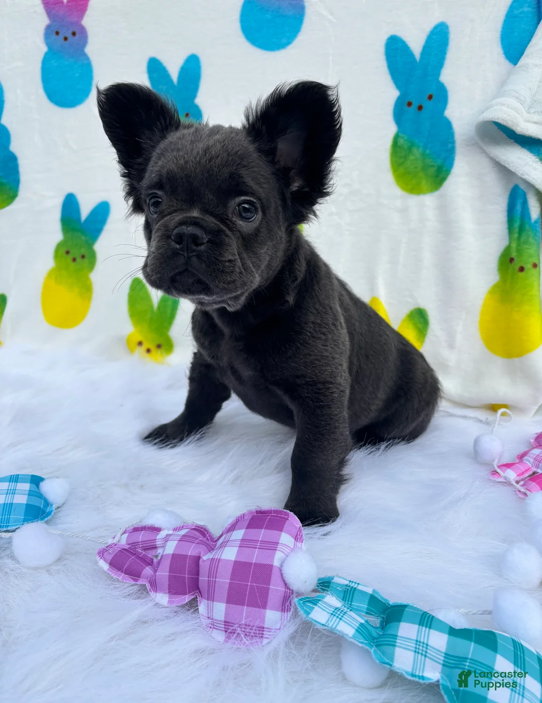 French Bulldog dogs for sale: Blu girl  - Ad 2